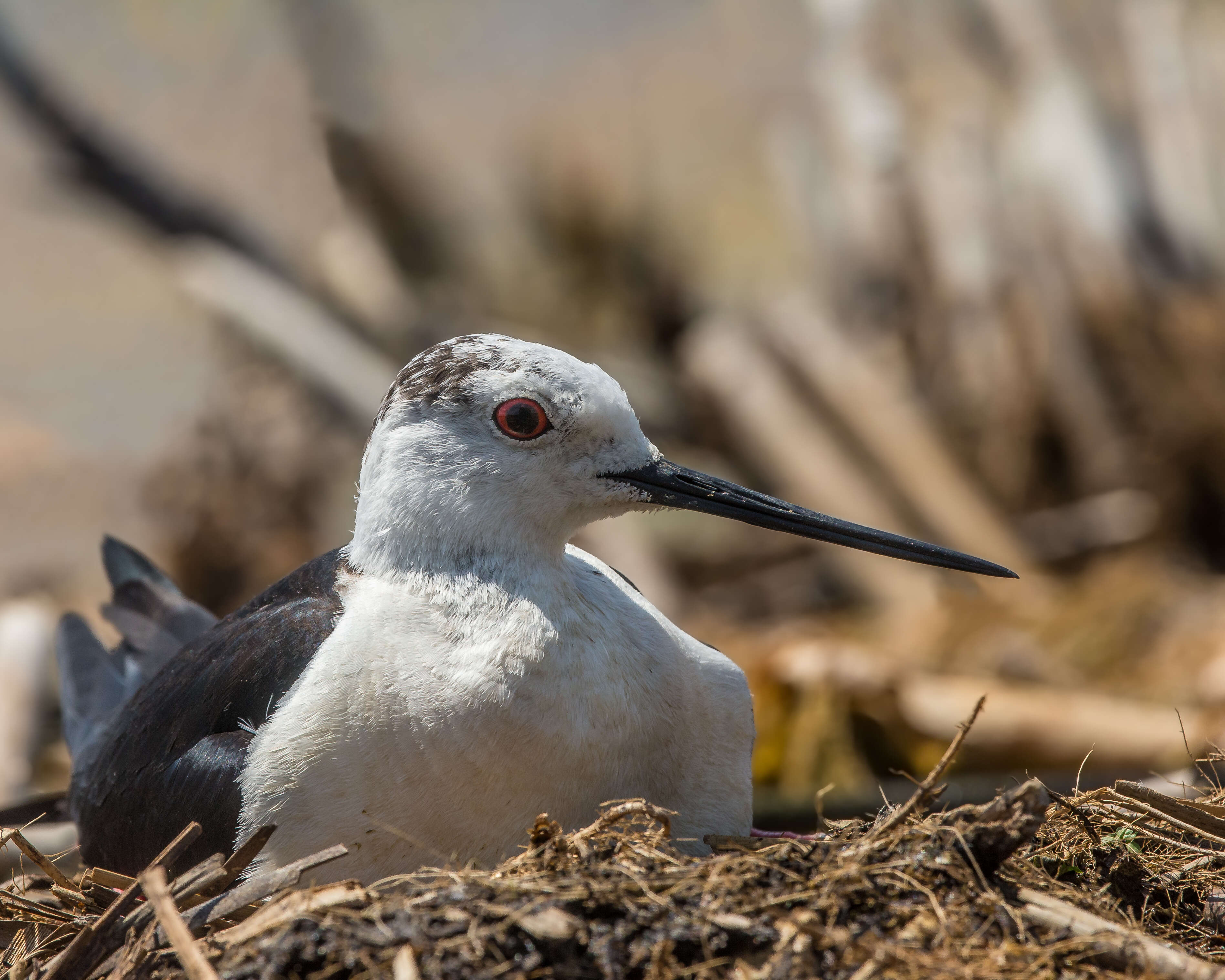 Image of Black-winged Stilt