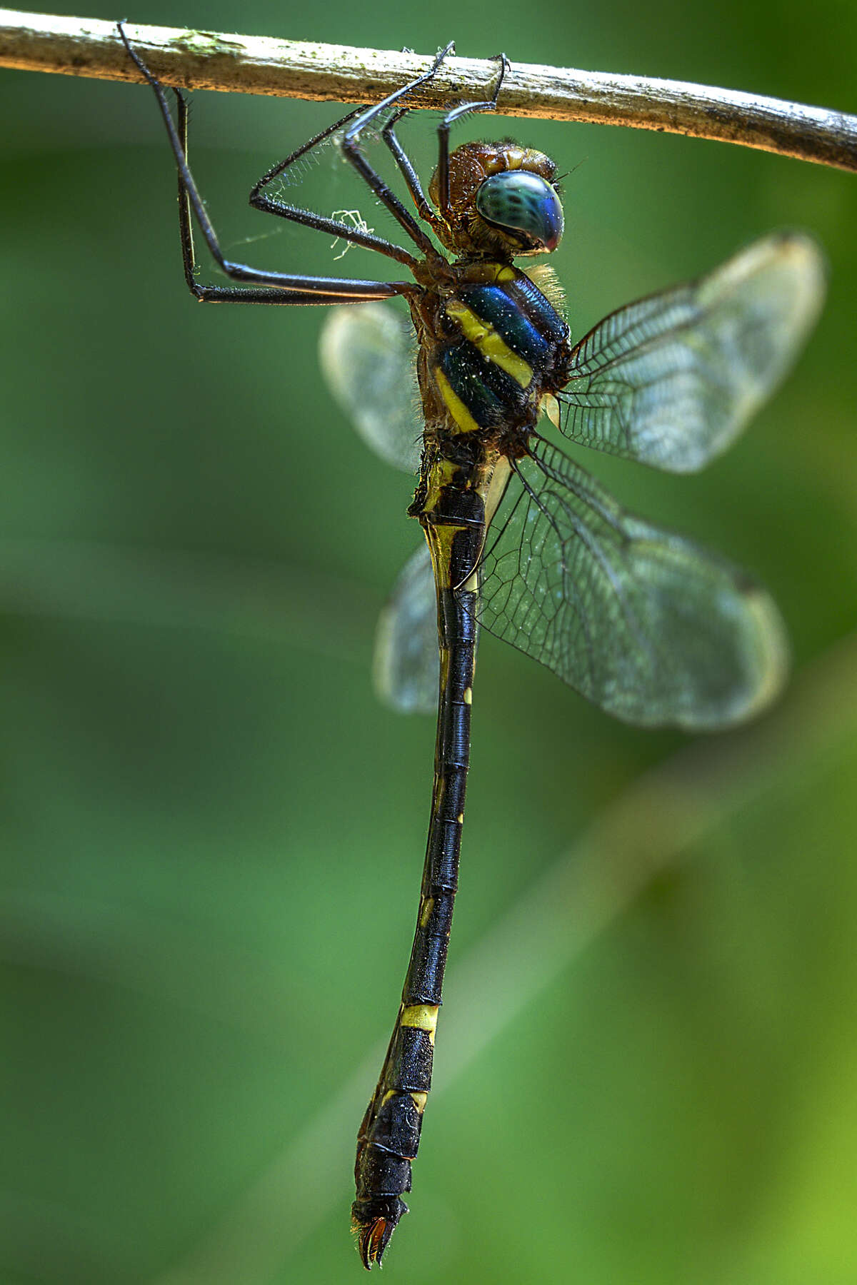 Image of Macromia irata Fraser 1924