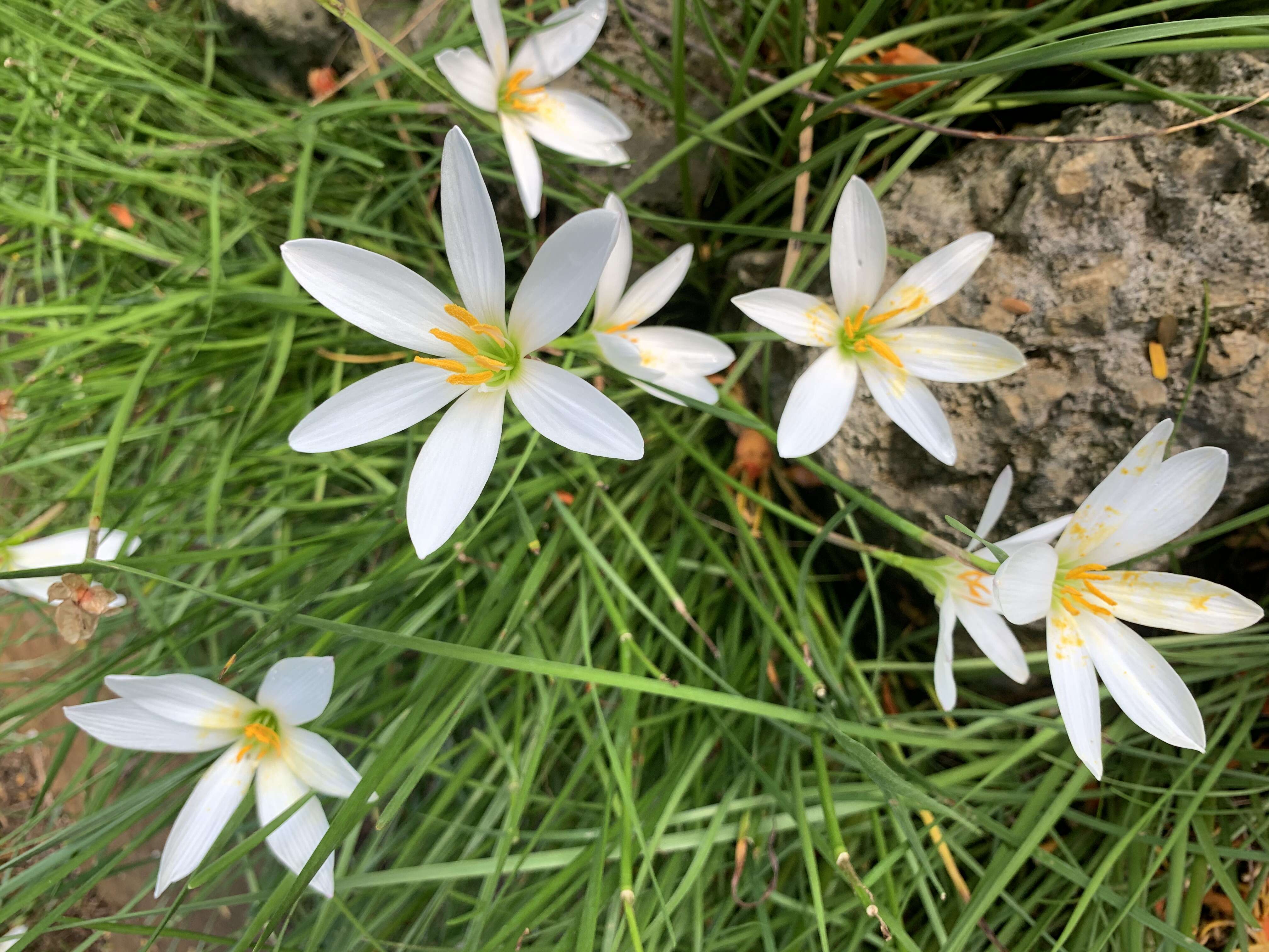 Zephyranthes atamasco (L.) Herb. resmi