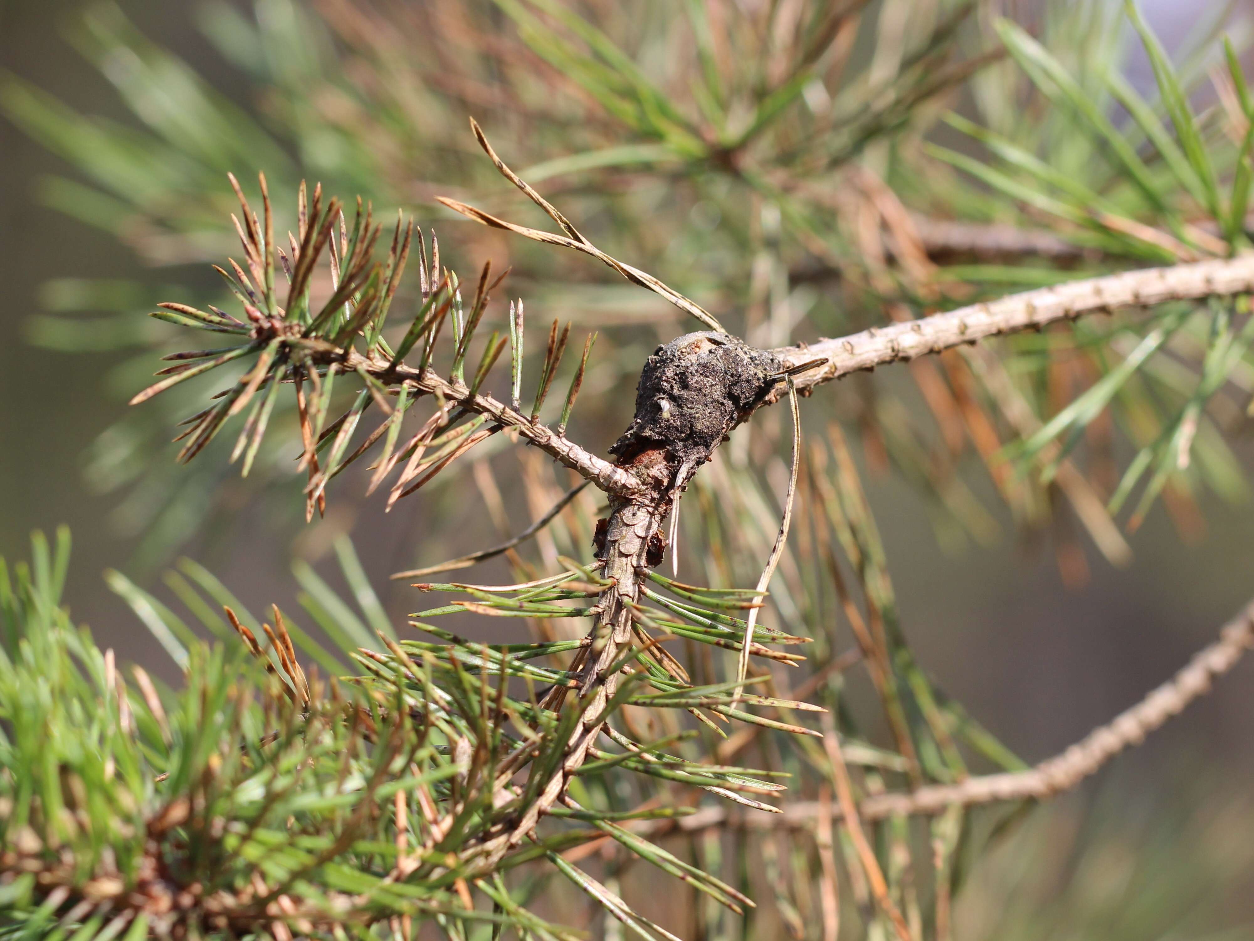 Image of Pine Resin Gall Moth