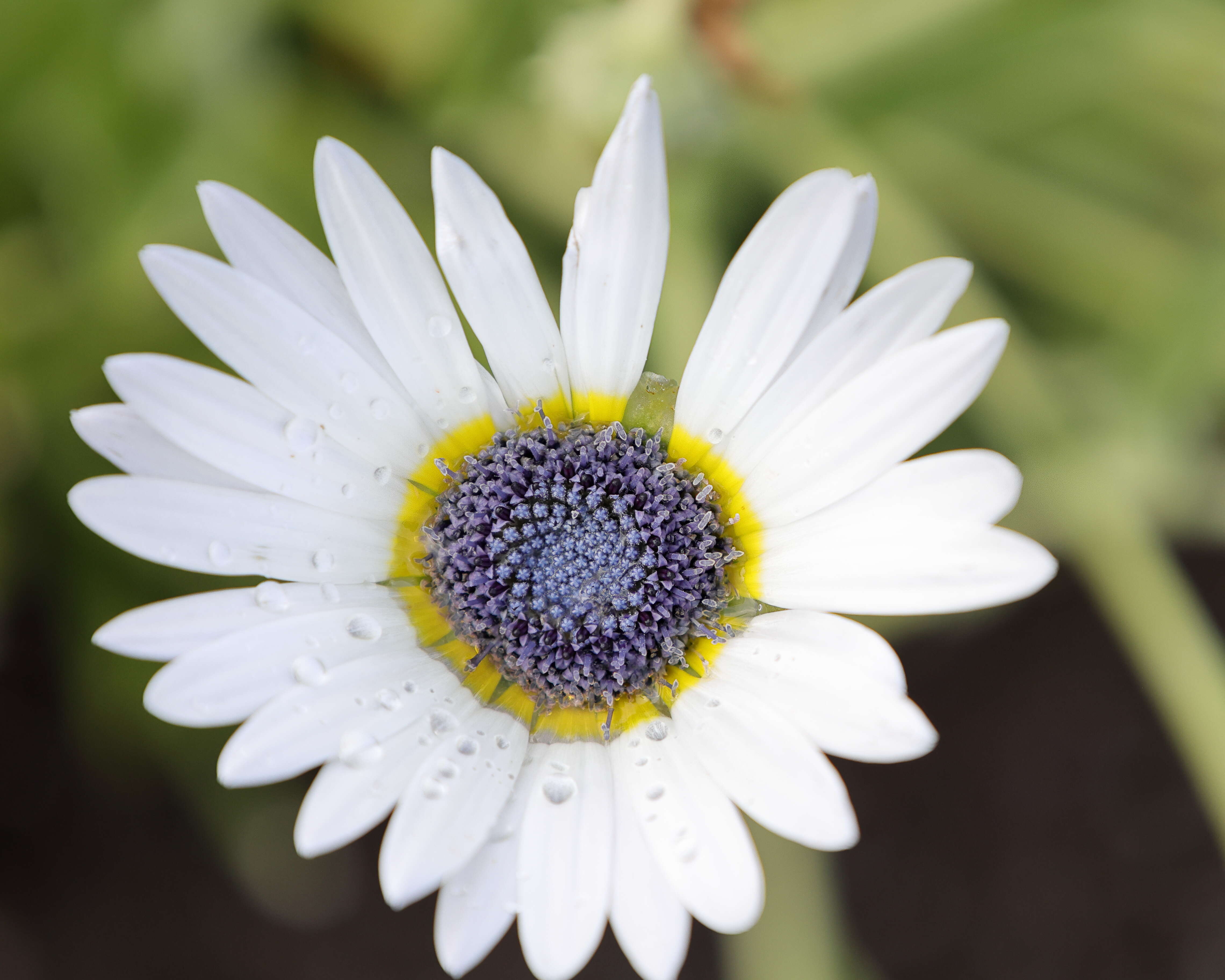 Image of African daisy