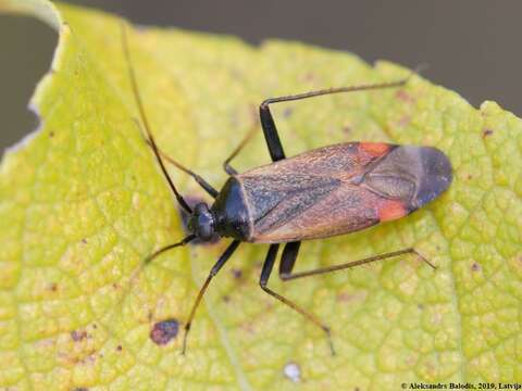 Adelphocoris seticornis (Fabricius 1775)的圖片