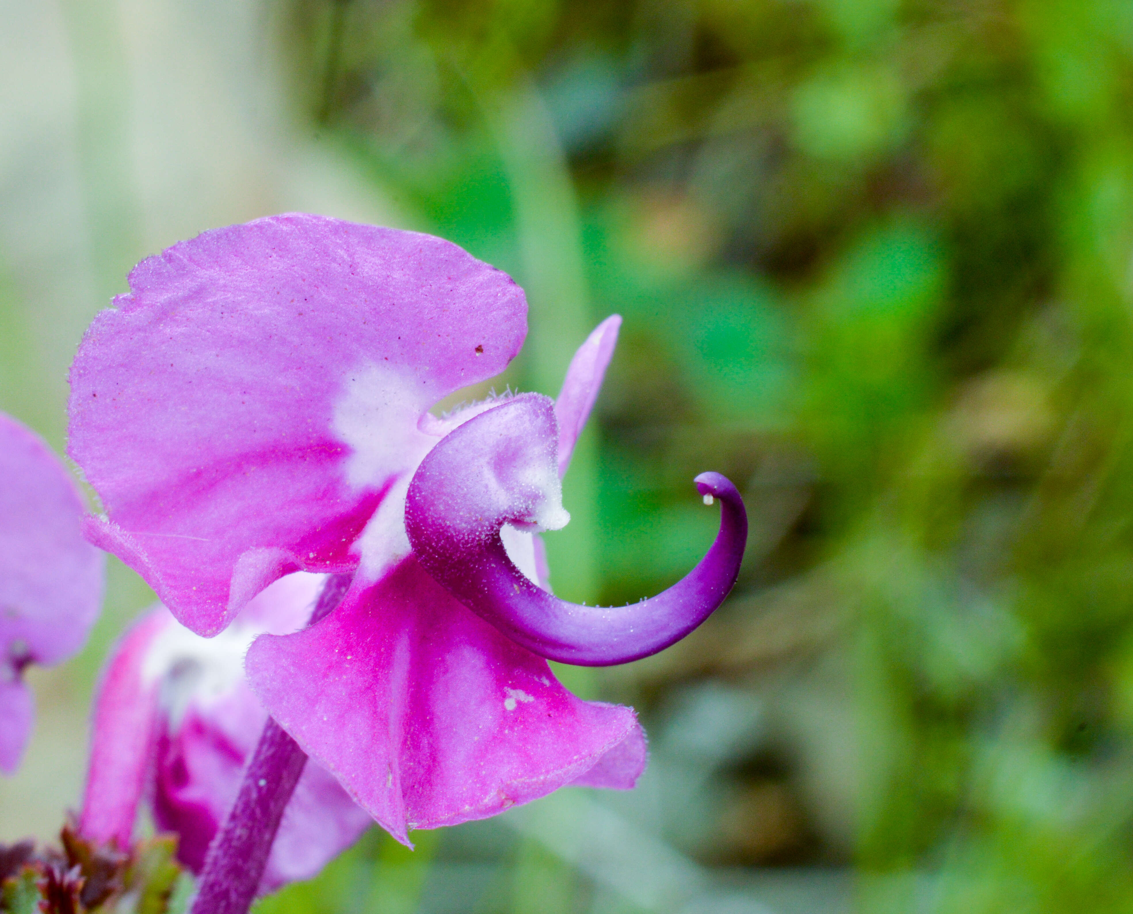 Image of Lousewort