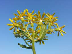 Image of Senecio sarracenicus L.