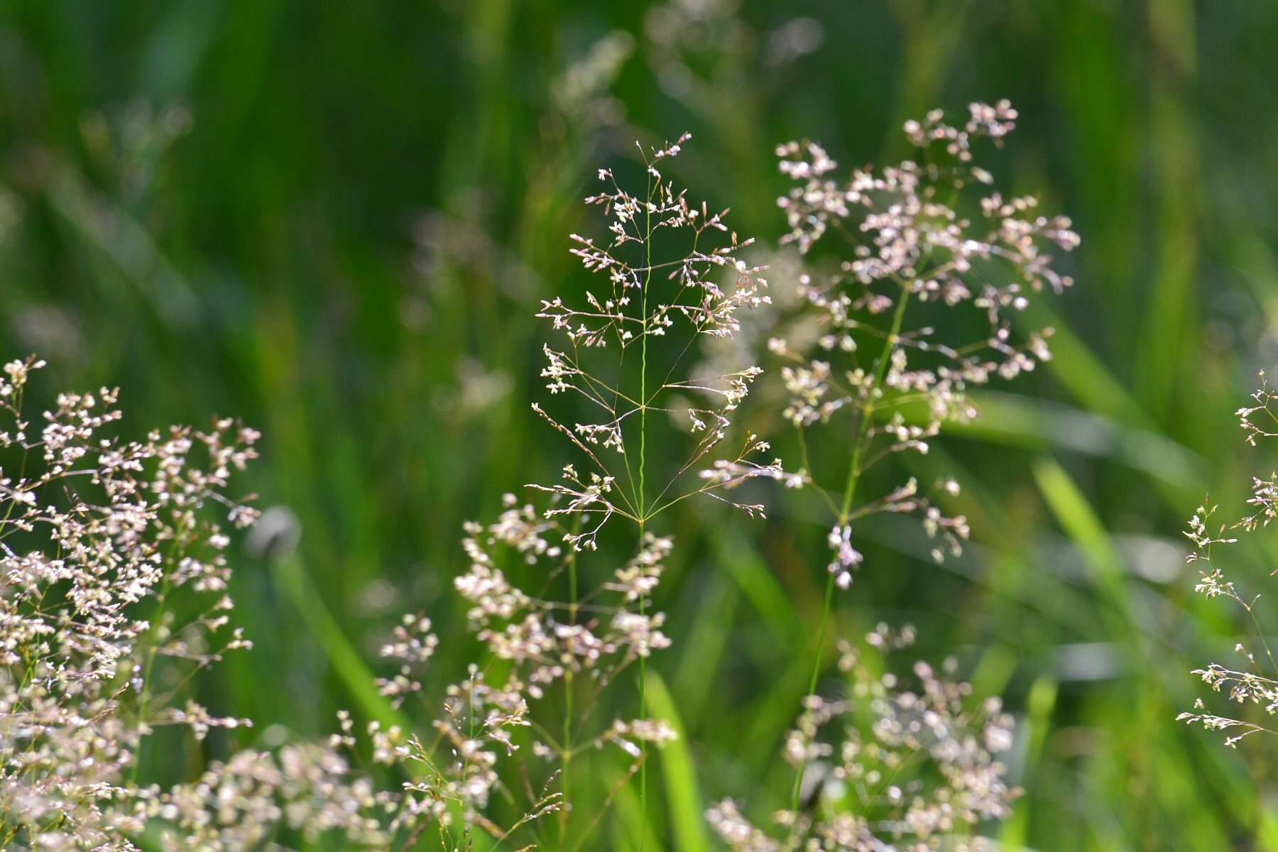 Image de Agrostis commun