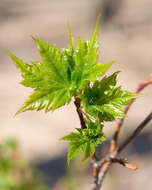 Image of Acer tschonoskii Maxim.