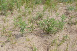 Image of Cuman ragweed