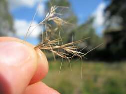 Image of Aristida benthamii Henrard