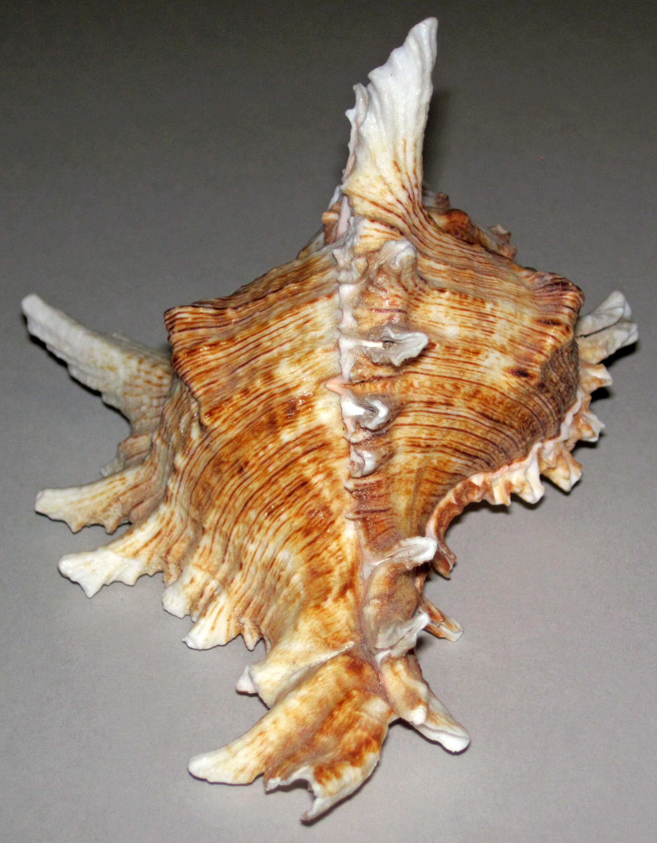 Image of murex snails