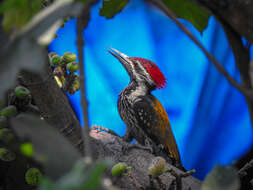 Image of Black-rumped Flameback