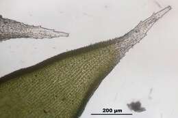 Image of Ciliate Hedwigia Moss