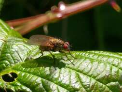 Image of root-maggot flies