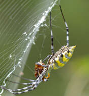 Image of Argiope australis (Walckenaer 1805)