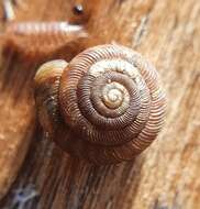 Image of rounded snail