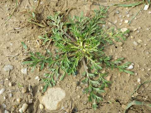 Image of Creeping Watercress