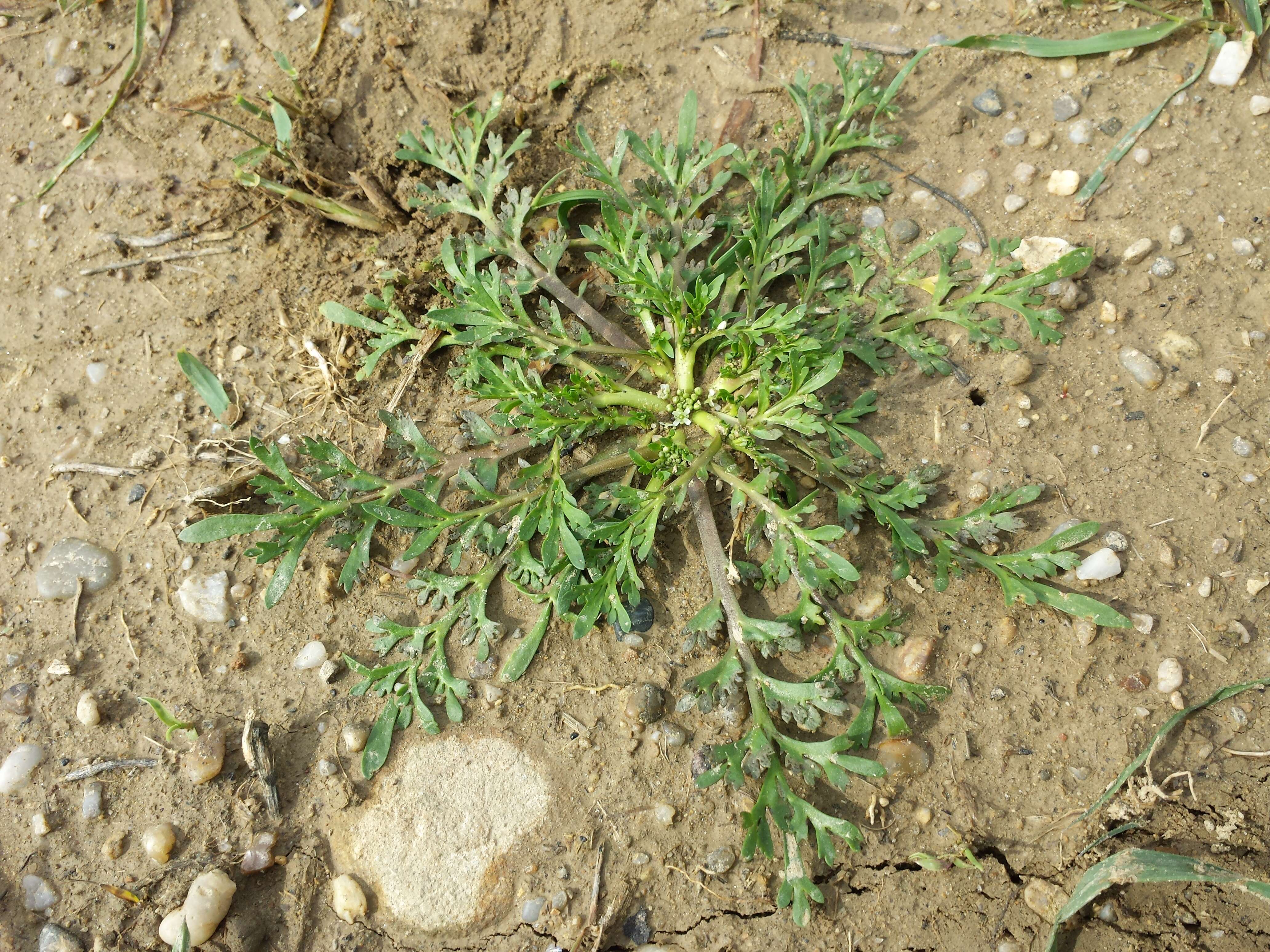 Image of Creeping Watercress