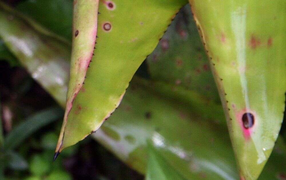 Sivun Aechmea mexicana Baker kuva