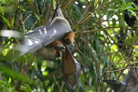 Image of Gray-headed Flying Fox