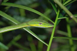 Image of Asian Vine Snake