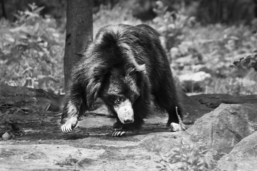 Image of Sloth Bear