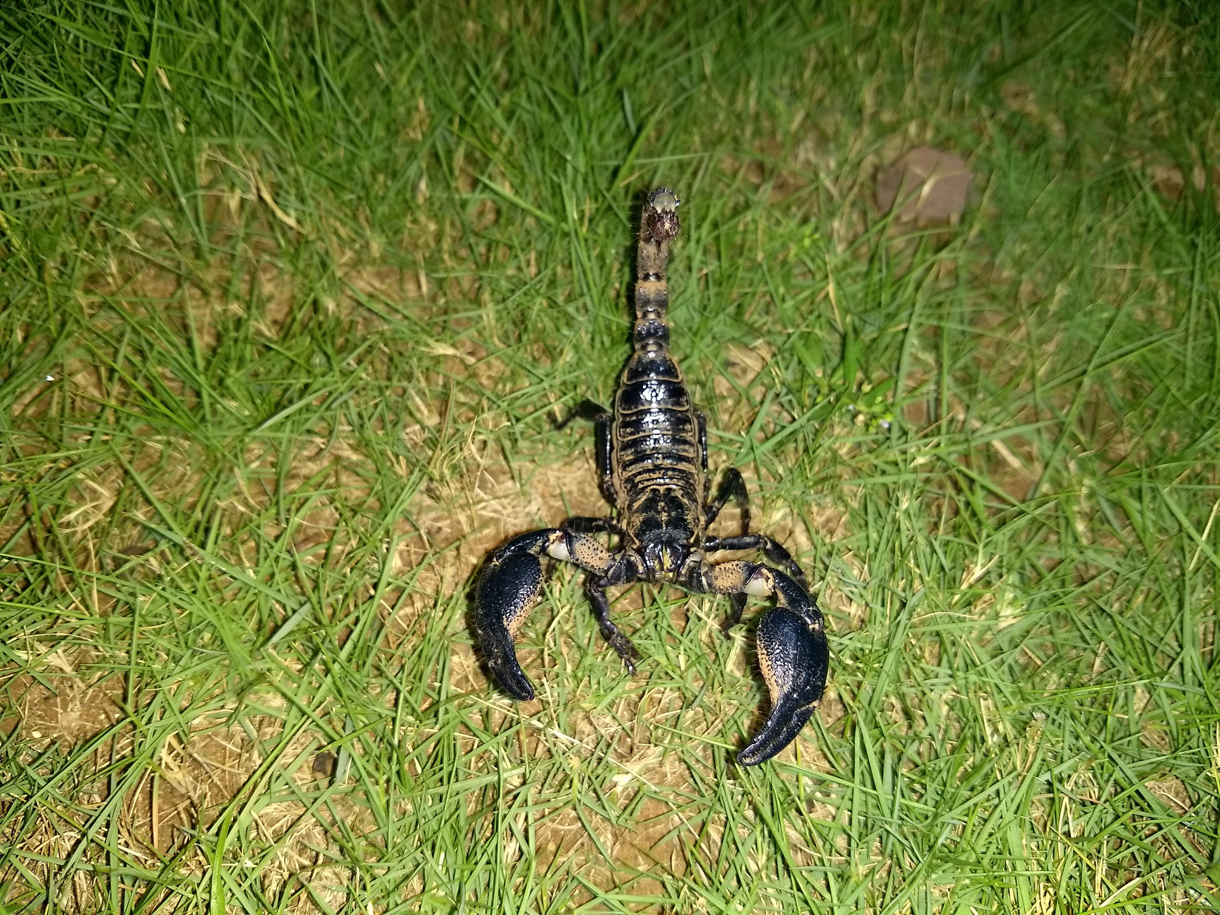 Image of Heterometrus bengalensis (C. L. Koch 1841)