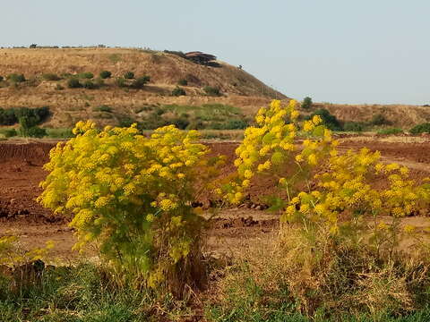 Image of Ridolfia