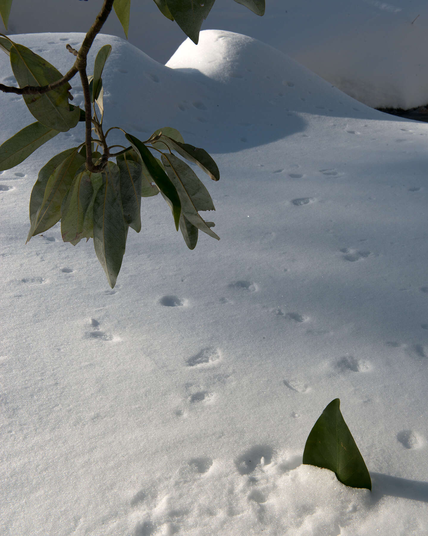 Sivun Magnolia virginiana L. kuva