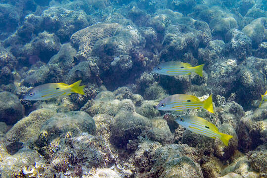 Image of Blackspot snapper