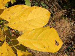 Image of northern spicebush