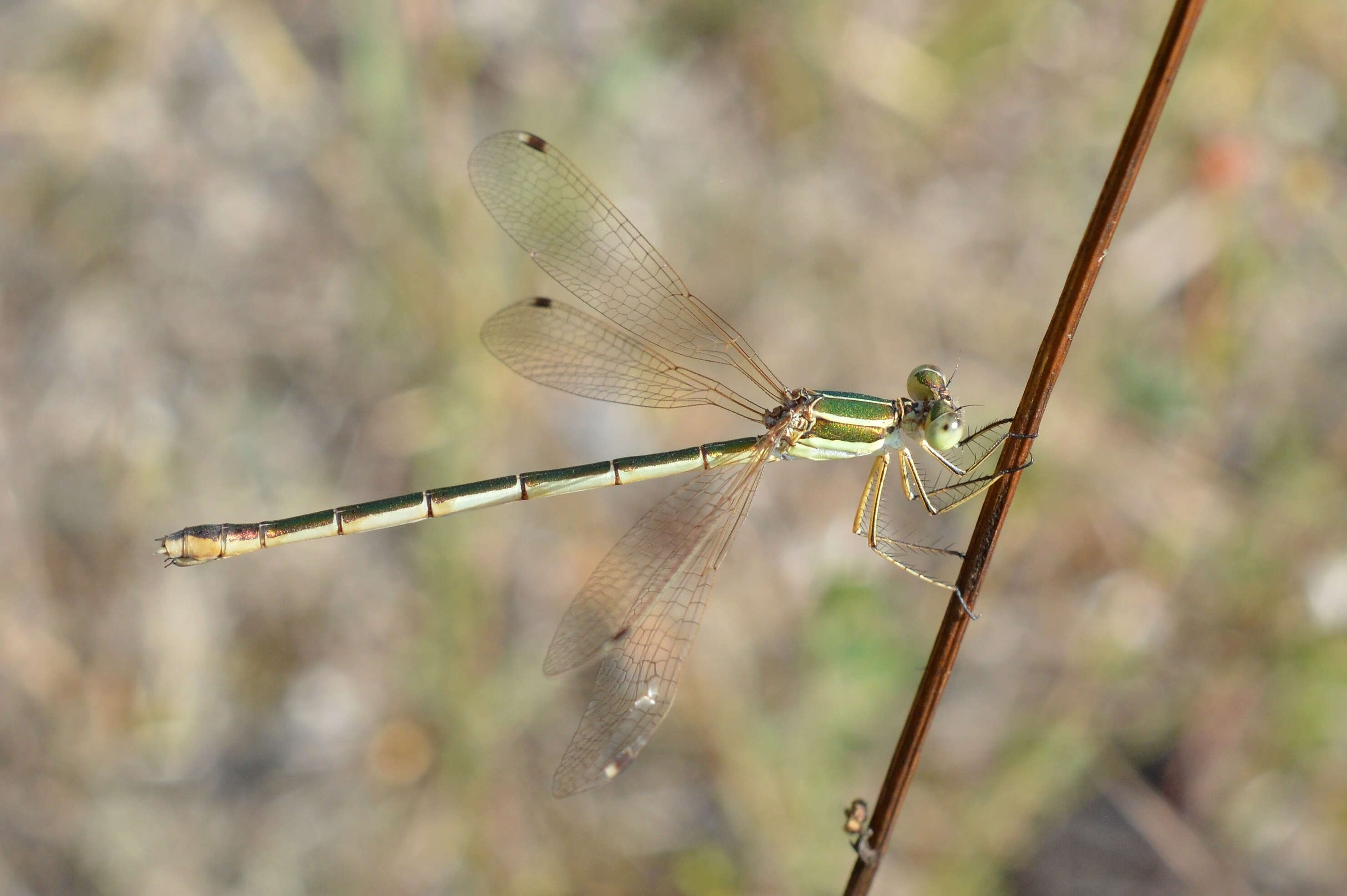 Image of Migrant Spreadwing