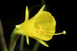 Image of petticoat daffodil