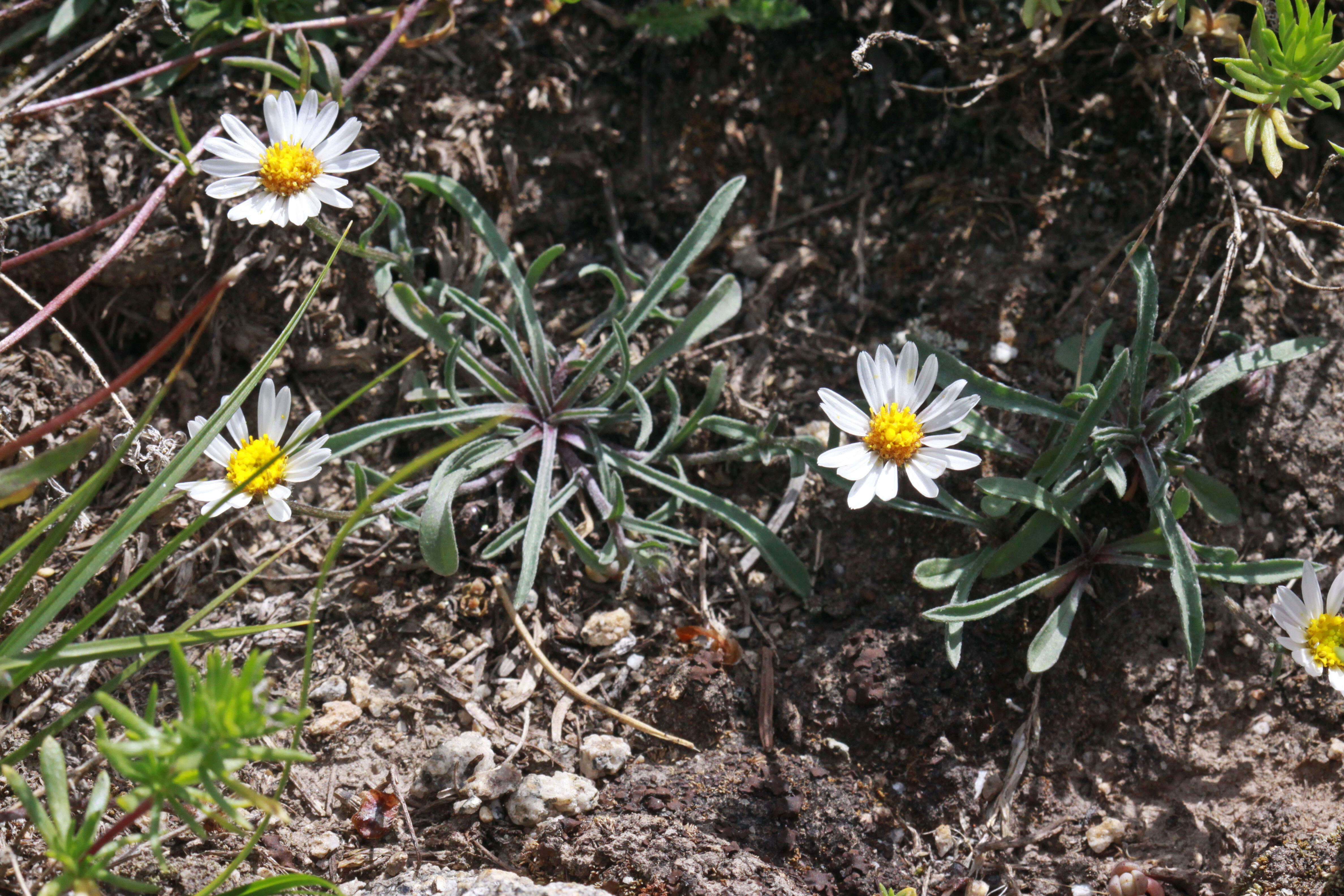 Image de Erigeron eatonii A. Gray