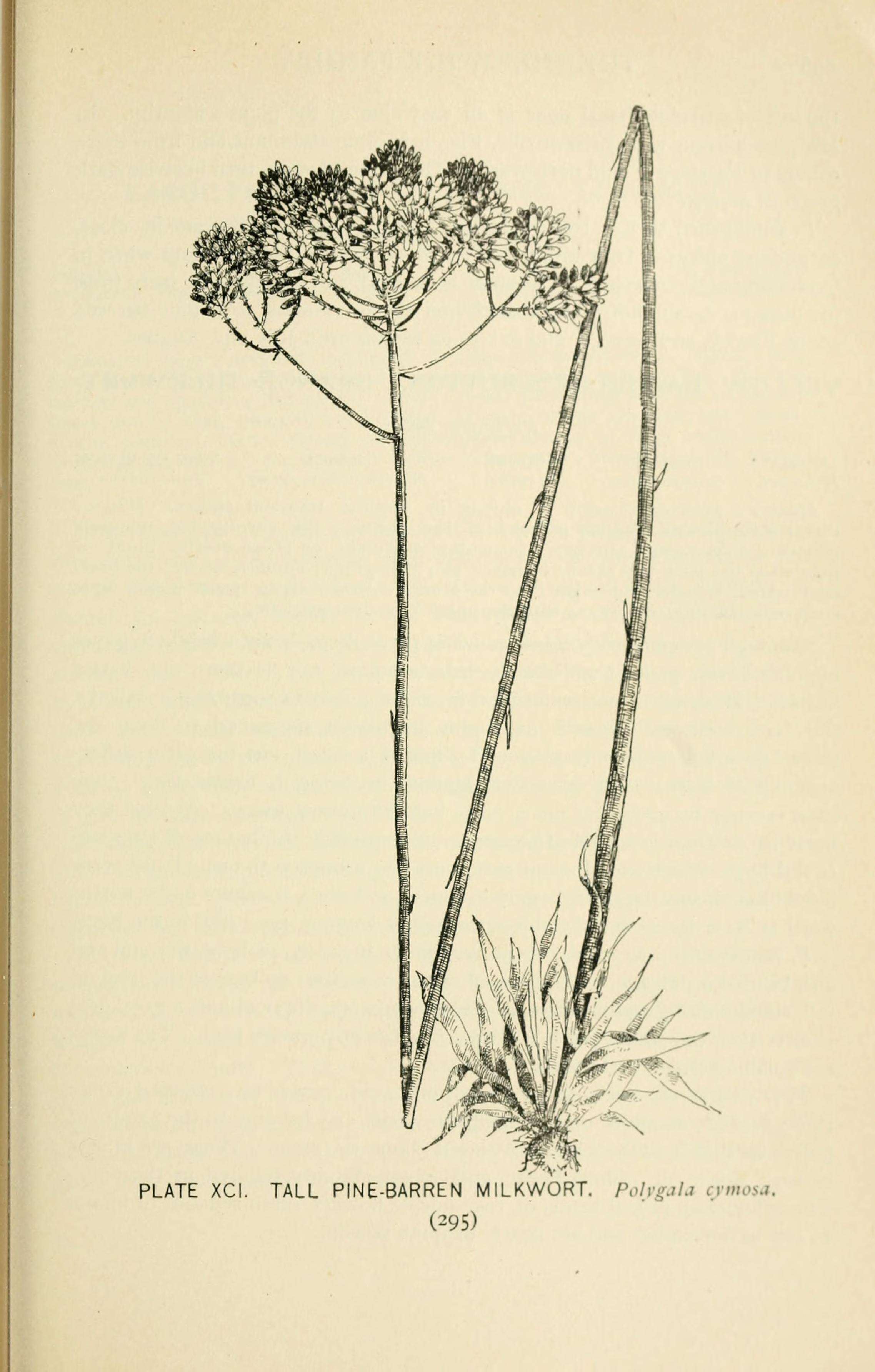 Image de Polygala cymosa Walt.