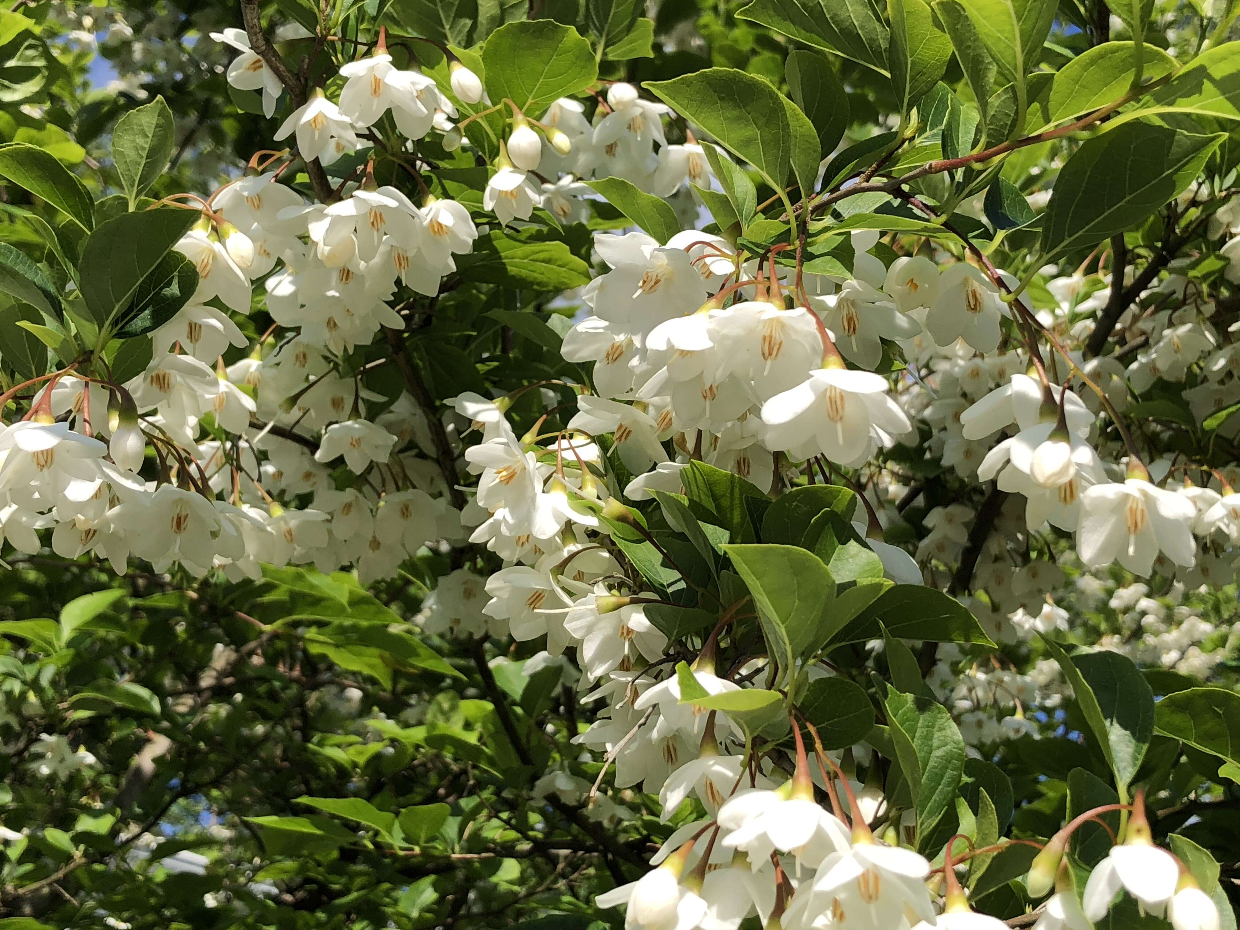 Image of Japanese snowbell