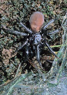 Image of Black tunnelweb