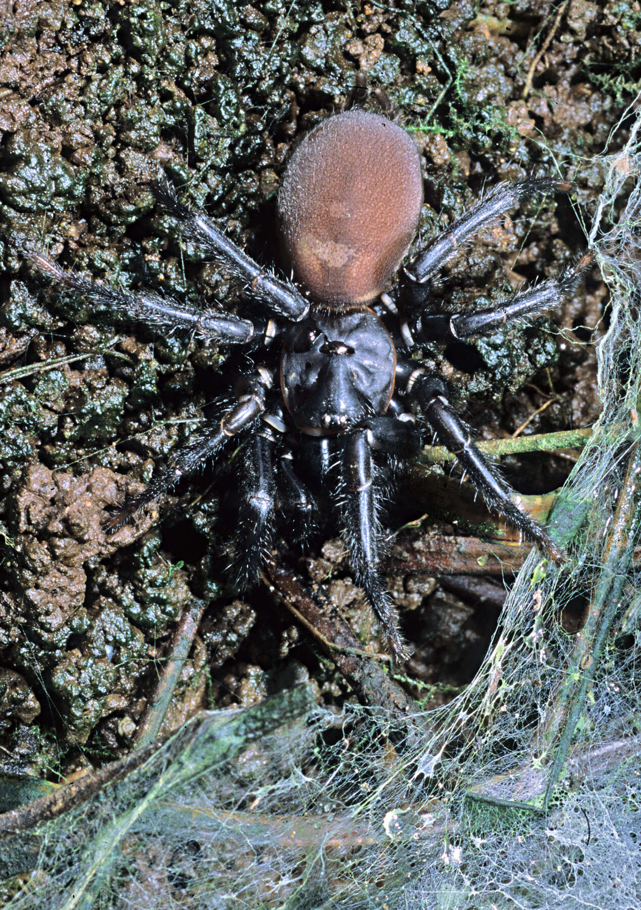 Image of Black tunnelweb