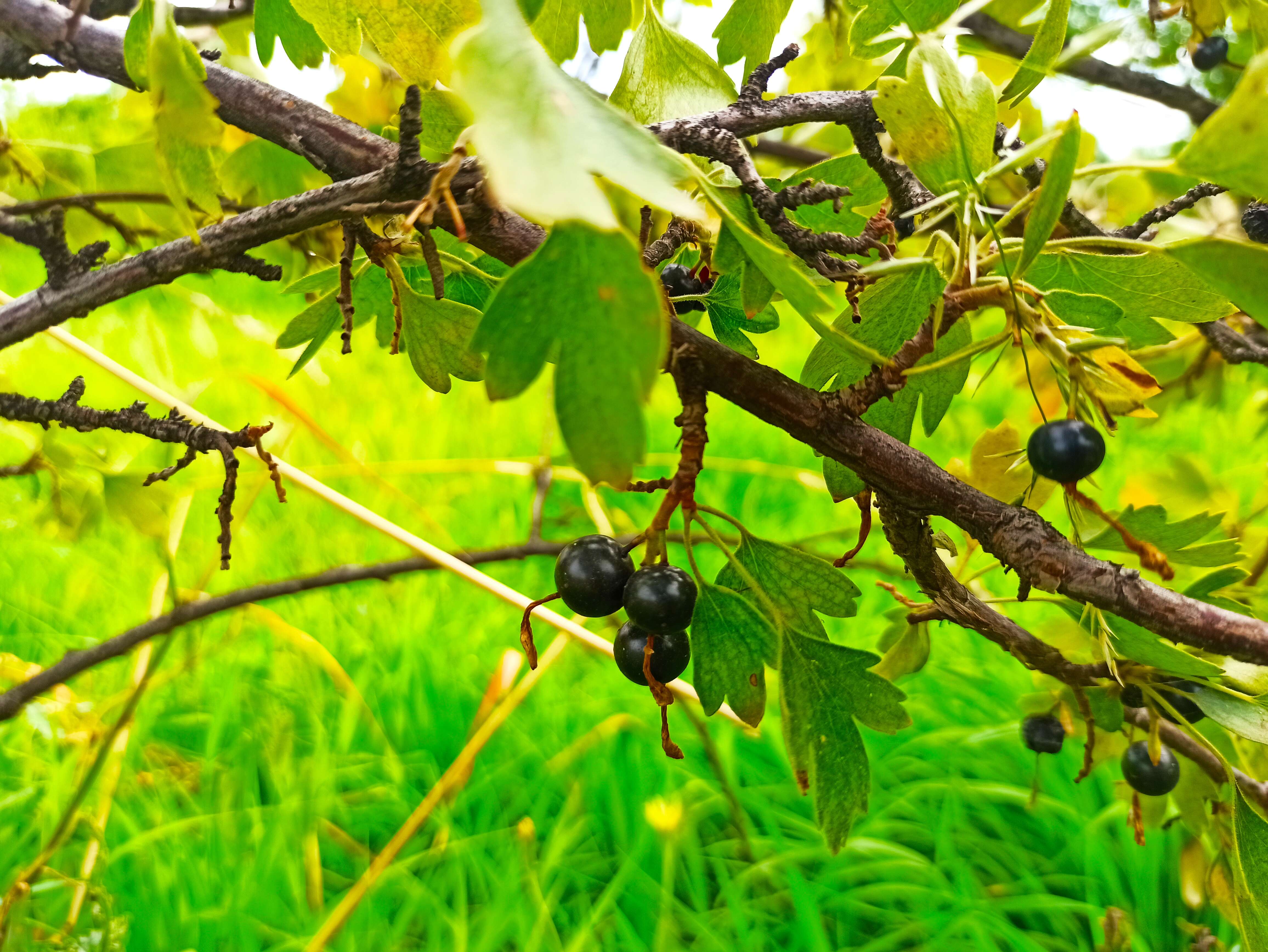 Image of Black Currant