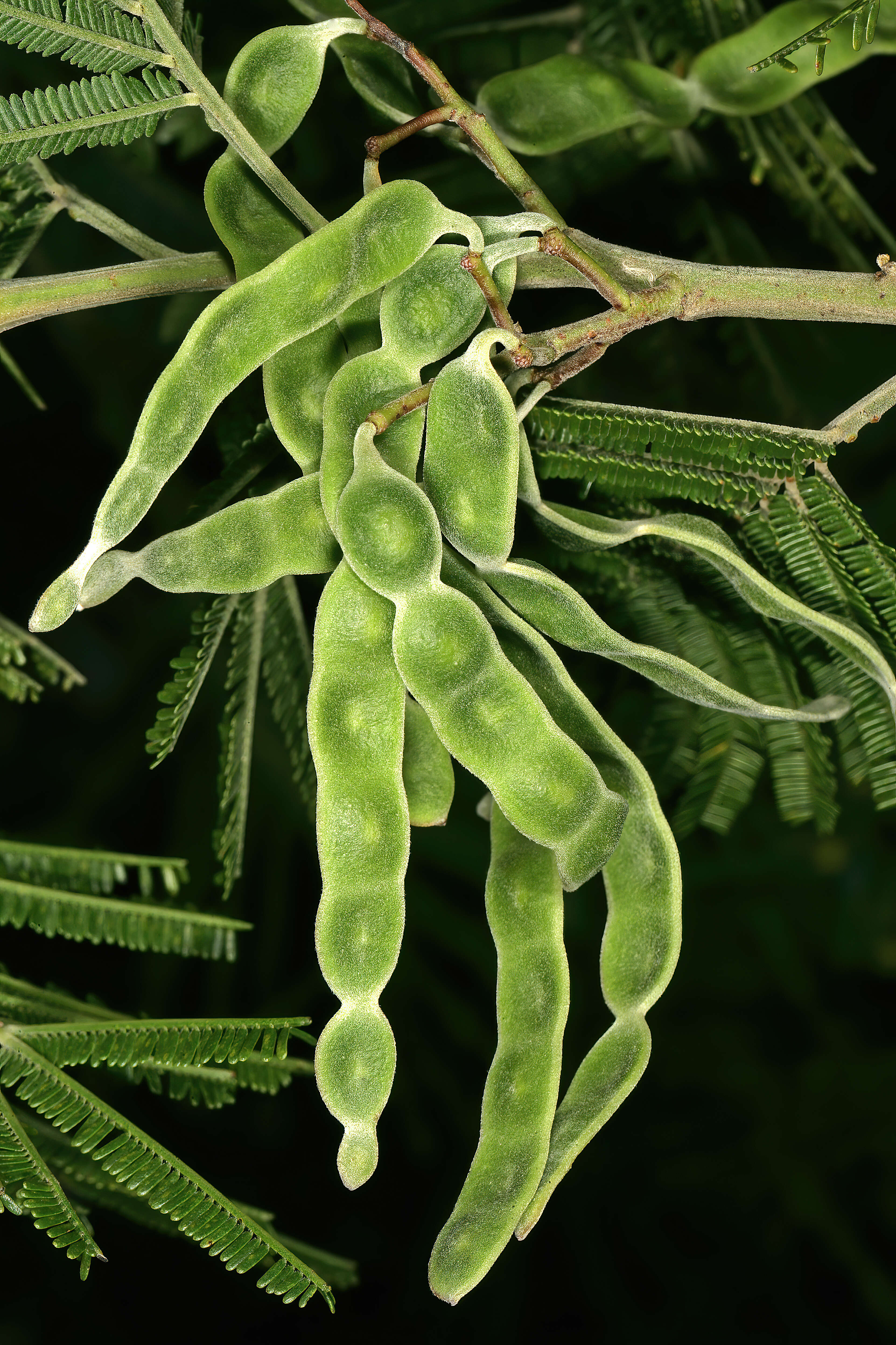 Image of black wattle