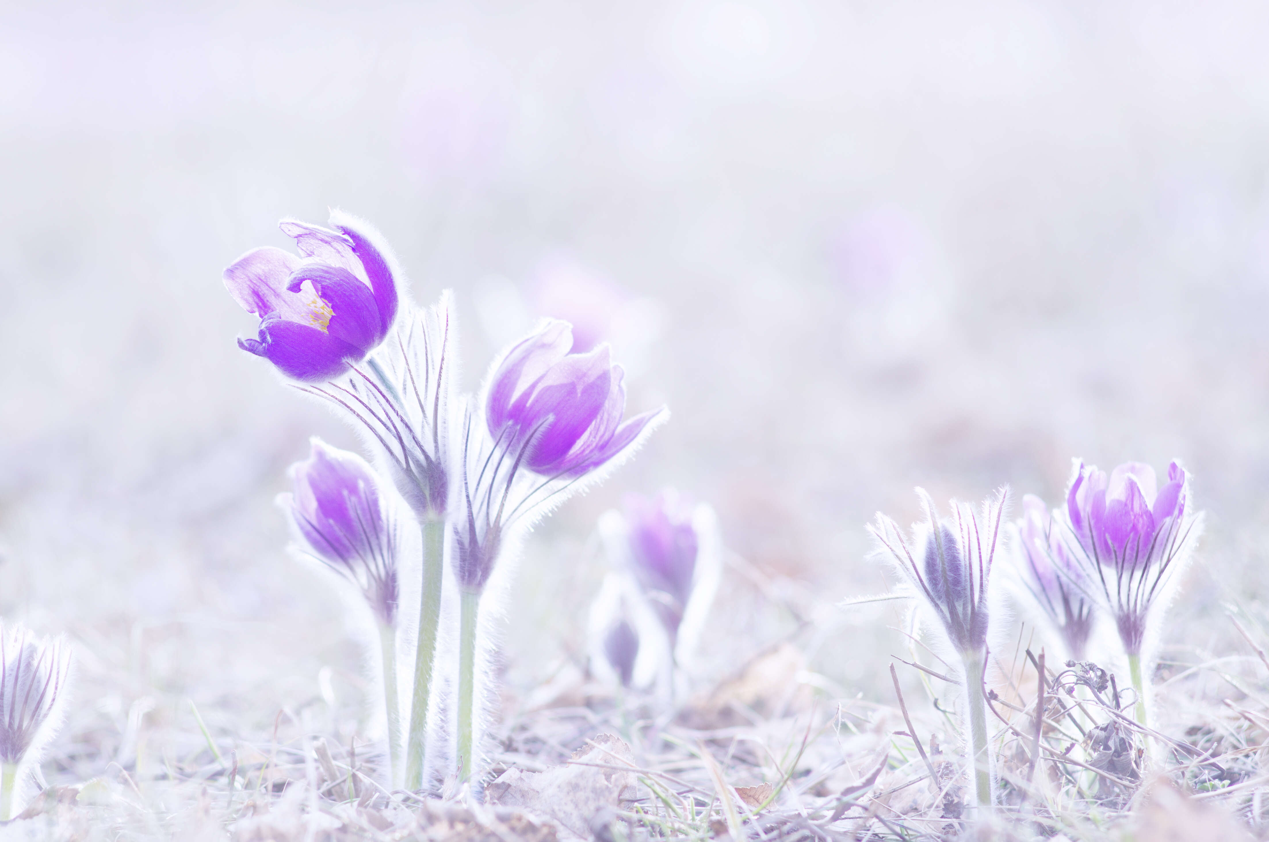 Image of Eastern Pasque Flower