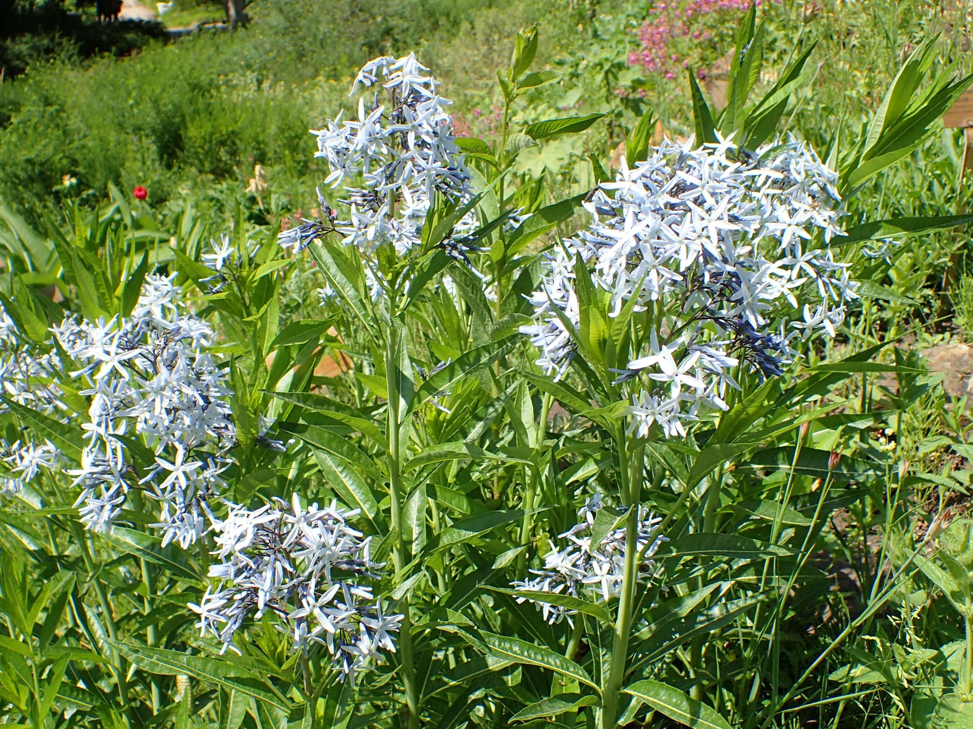 Plancia ëd Amsonia orientalis Decne.