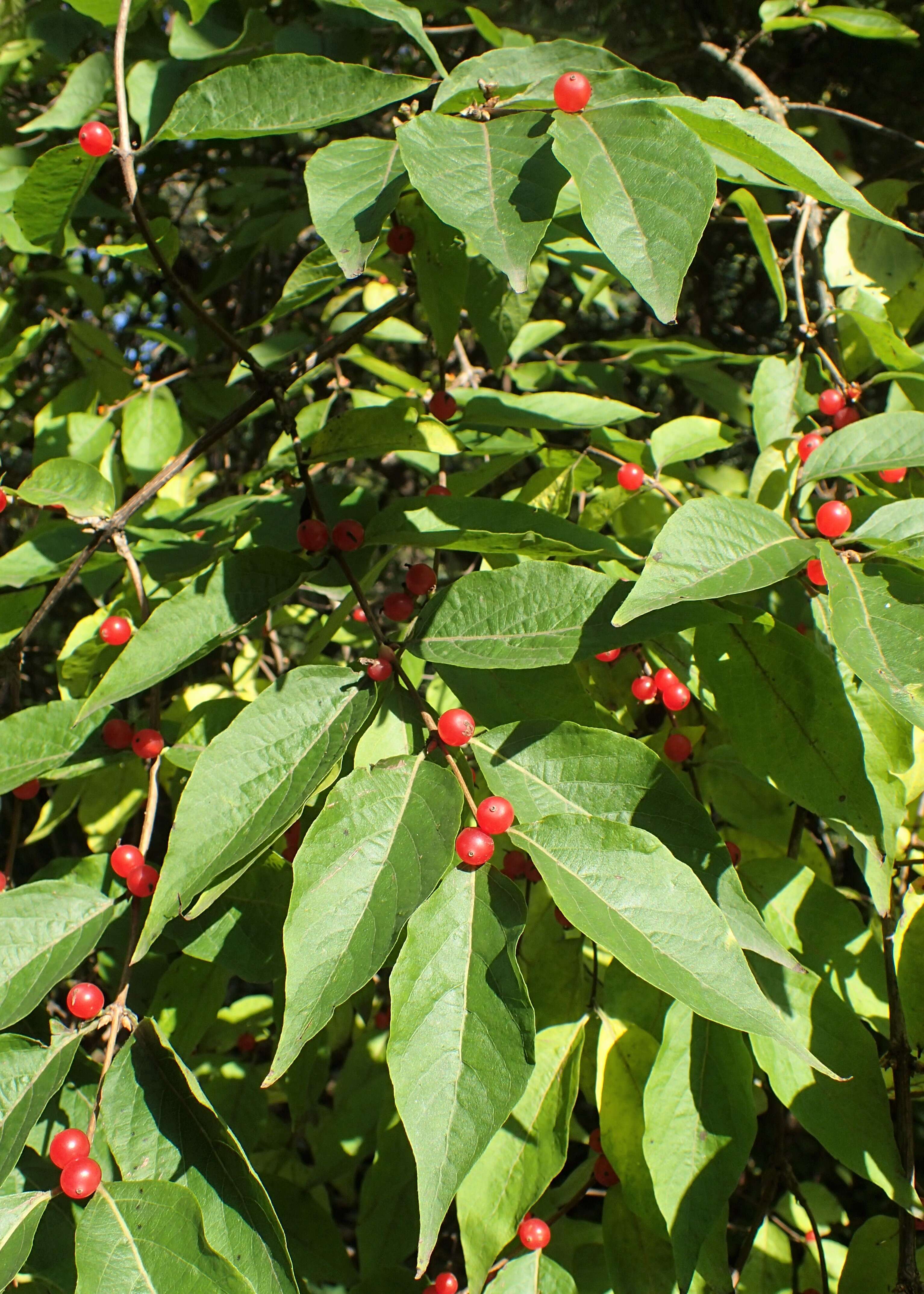 Image of Amur honeysuckle