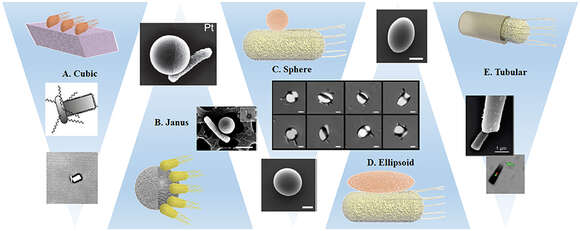 Image of Bacteria