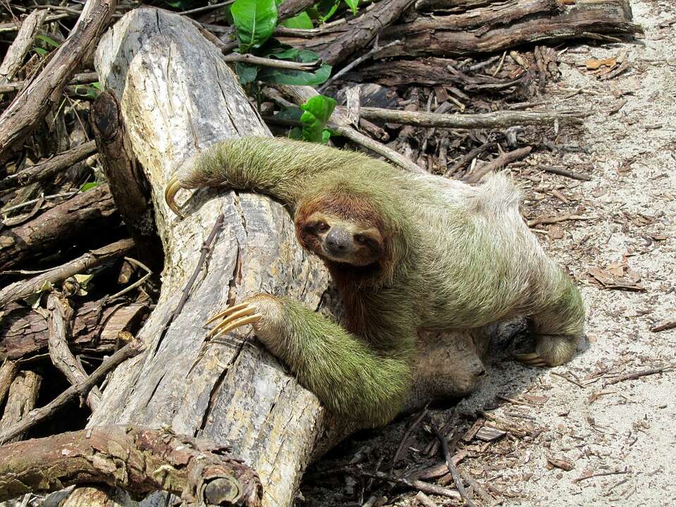 Image of sloth