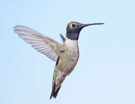 Image of Black-chinned Hummingbird