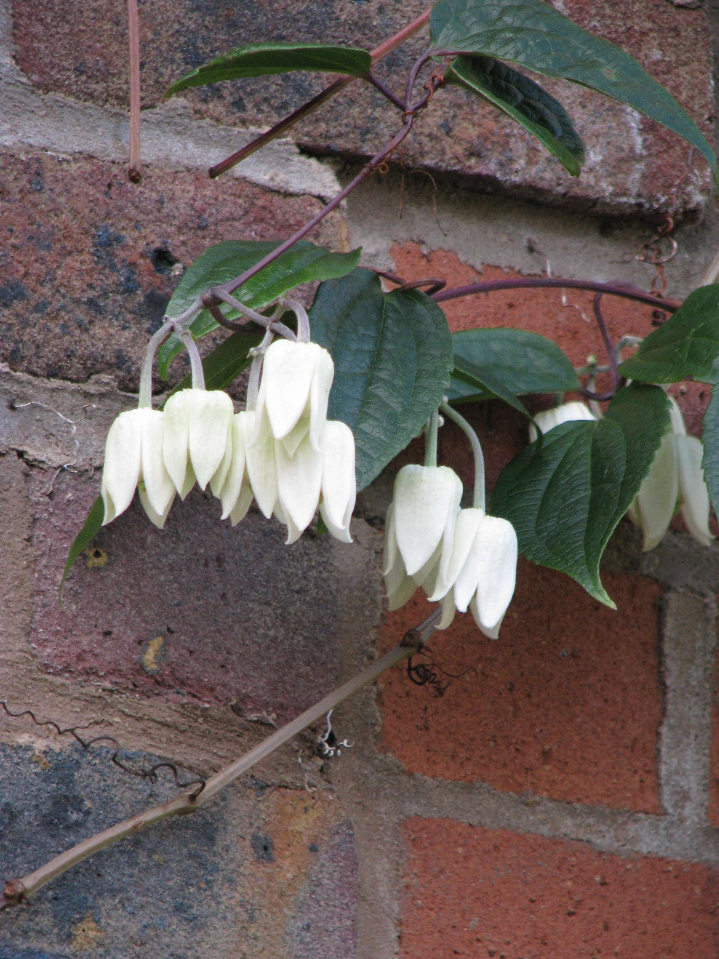 Image of Clematis urophylla Franch.