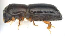 Image of Redbay Ambrosia Beetle