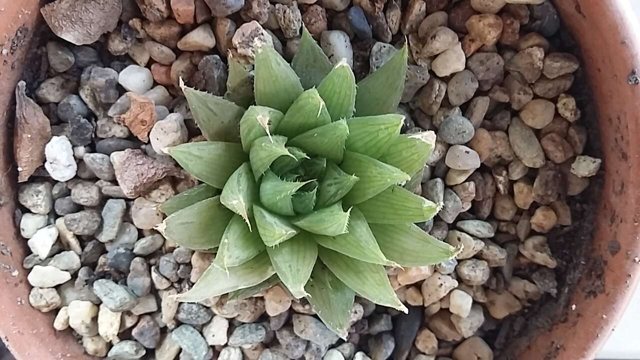 Haworthia resmi