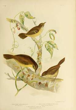 Image of Spotted Scrubwren