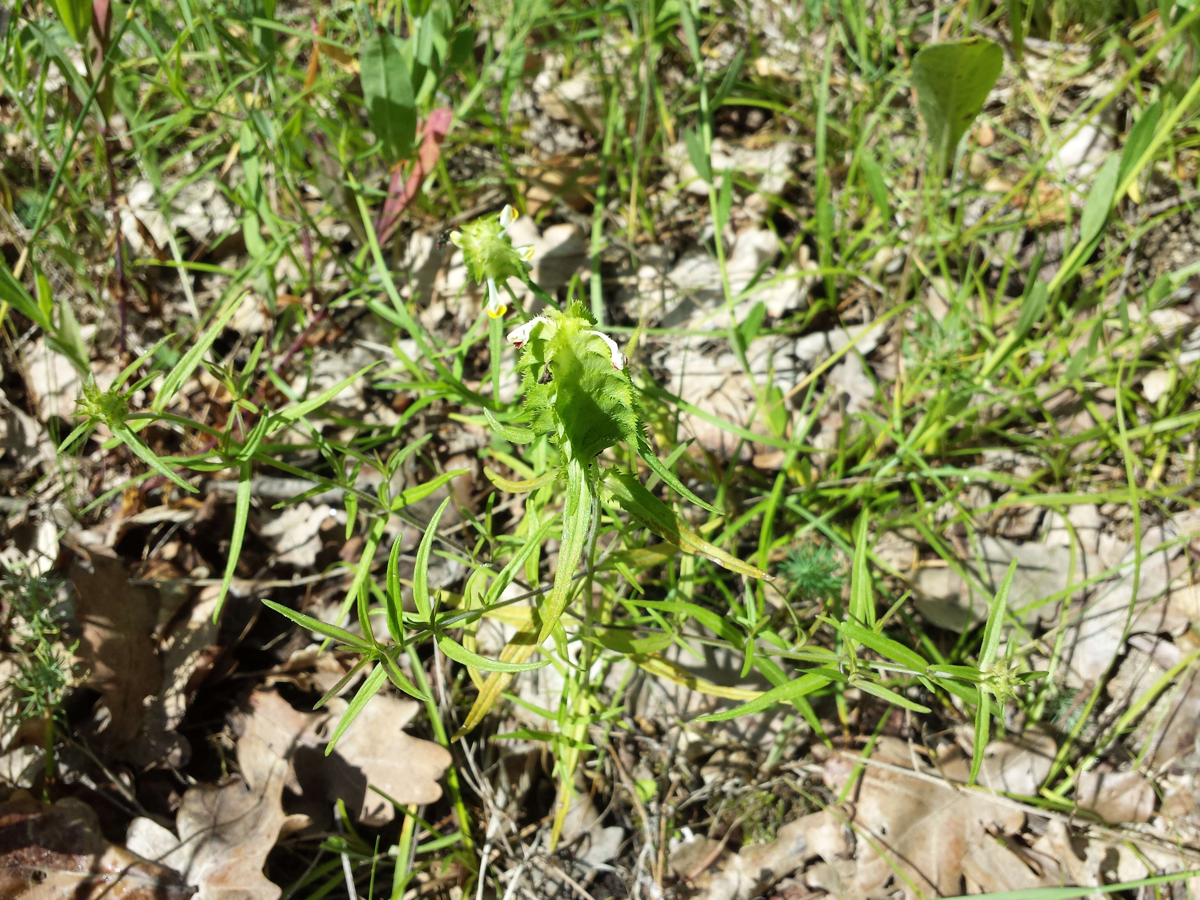 Image of Crested Cow-wheat