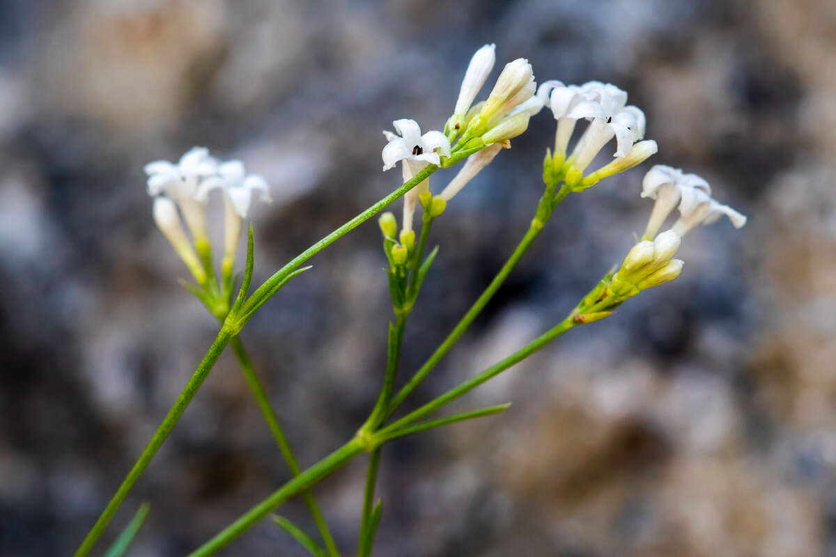 Image of squinancywort